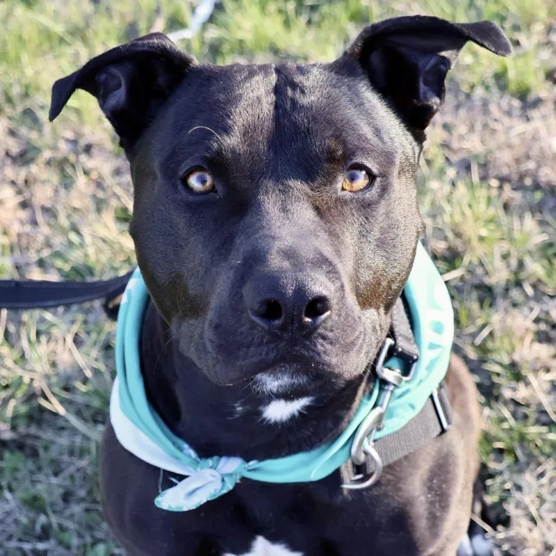 Tonto Pp thumbnail 4