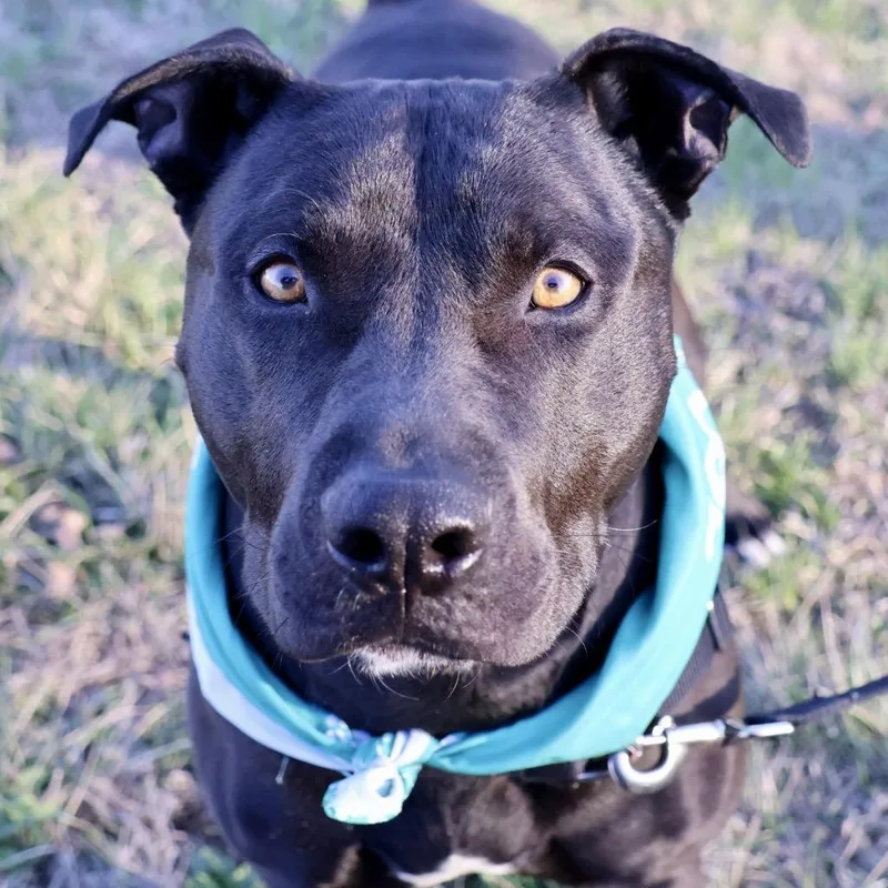 Tonto Pp thumbnail 5