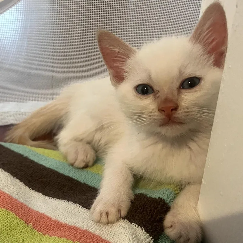 A baby small-sized male White Domestic Short Hair cat named Alfie for adoption in Los Angeles, CA