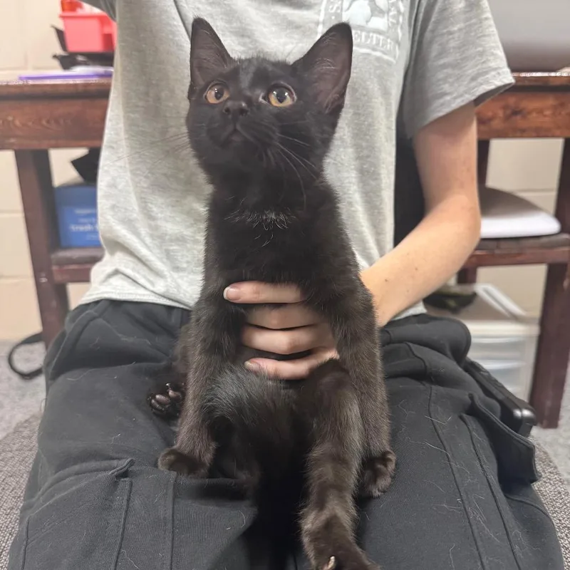A baby small-sized female Black Domestic Short Hair cat named Lovebug for adoption in Middleburg, FL
