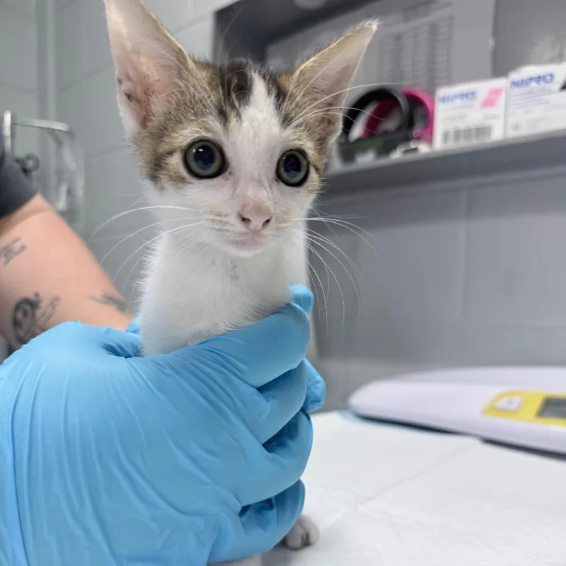 A baby small-sized female White Domestic Short Hair cat named Meg for adoption in Summerville, SC