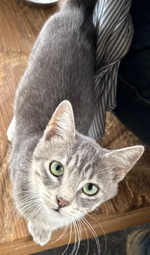 A young medium-sized female Tabby (Gray / Blue / Silver) Domestic Short Hair cat named Rue for adoption in Dunnigan, CA