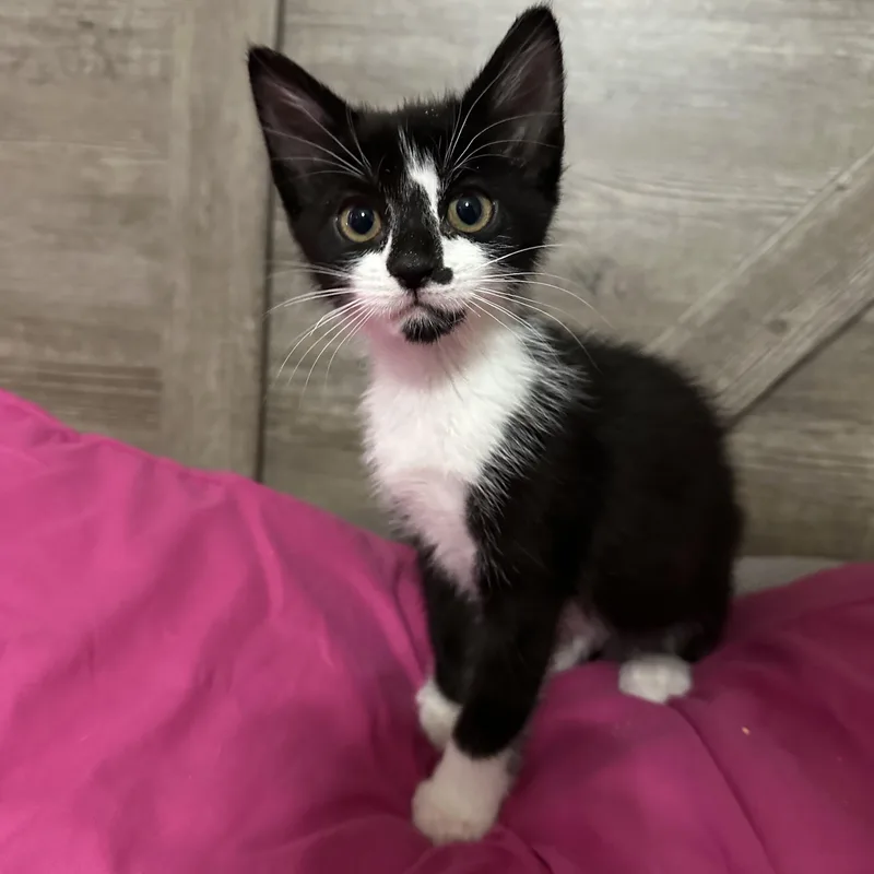 A baby small-sized male Domestic Short Hair cat named Jett for adoption in queen creek, AZ