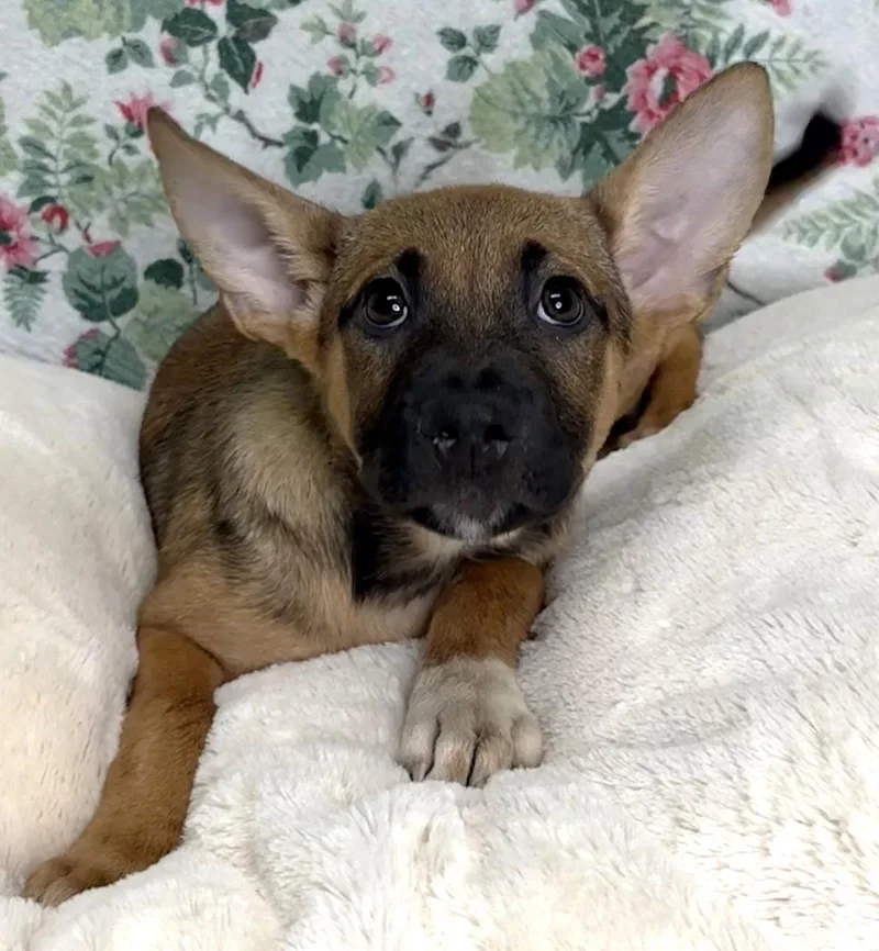 A young large-sized female Shepherd dog named Kallie for adoption in Wetumpka, AL