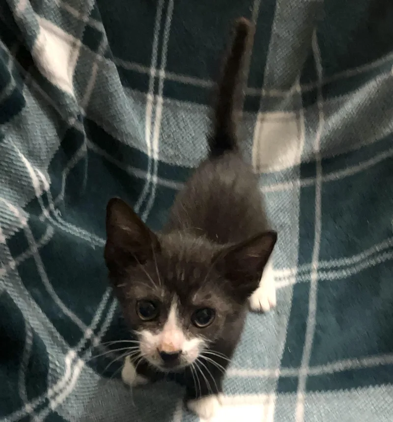 A baby medium-sized male Tuxedo cat named Fava Bean for adoption in Columbia, SC