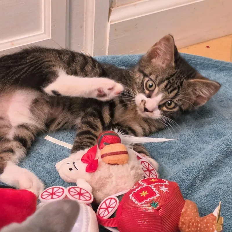 A baby small-sized male Black Domestic Short Hair cat named Bite Size for adoption in Carencro, LA