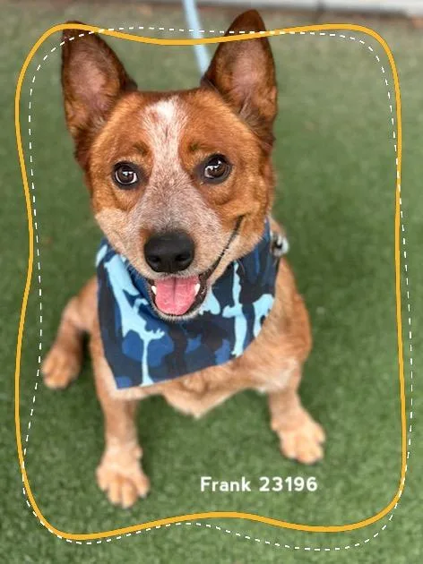 An adult medium-sized male Australian Cattle Dog / Blue Heeler dog named Frank for adoption in Marietta, GA