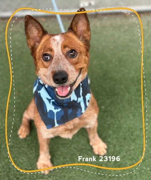 Frank thumbnail 2