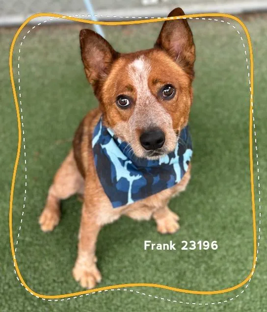 Frank thumbnail 3