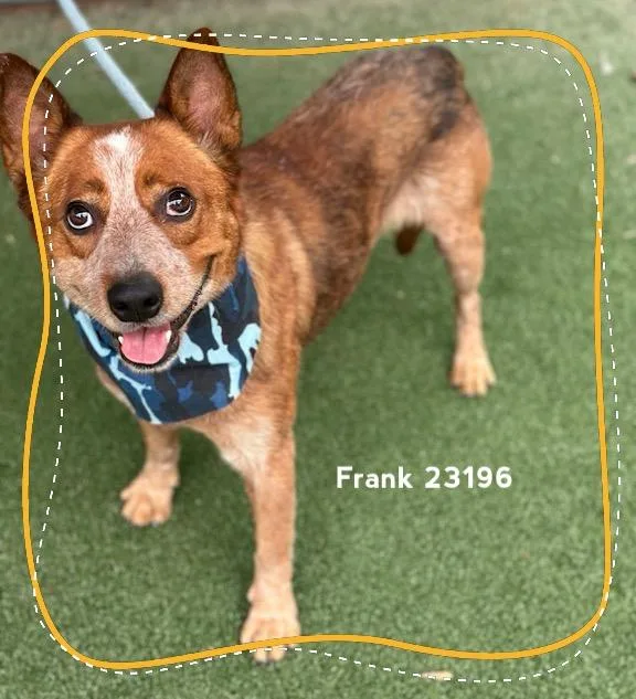Frank thumbnail 4