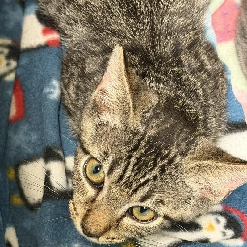 A baby small-sized male Brown / Chocolate Domestic Short Hair cat named Dexter for adoption in Marion, VA