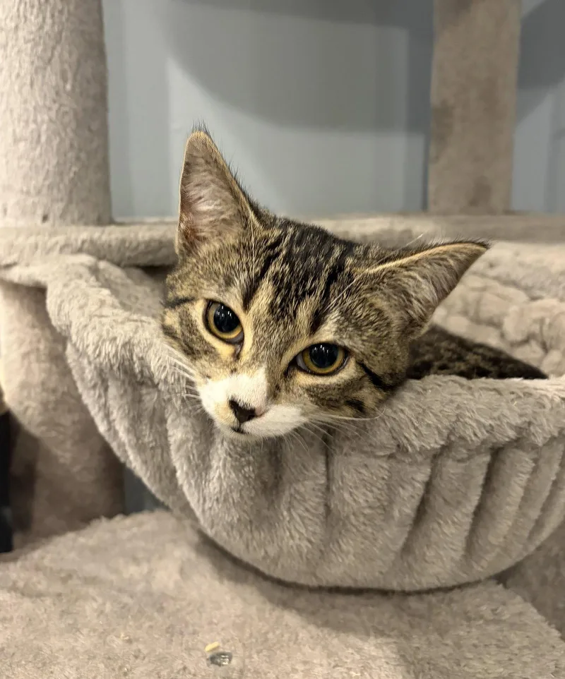 A baby medium-sized female Domestic Short Hair cat named Medusa for adoption in Herndon, VA