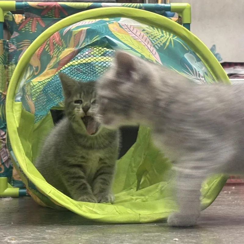 A baby small-sized female Gray / Blue / Silver Domestic Short Hair cat named Vira for adoption in Waynesburg, PA