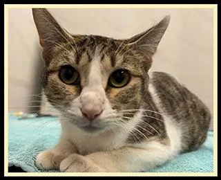 A young small-sized female Domestic Short Hair cat named Wildlife for adoption in Peoria, IL