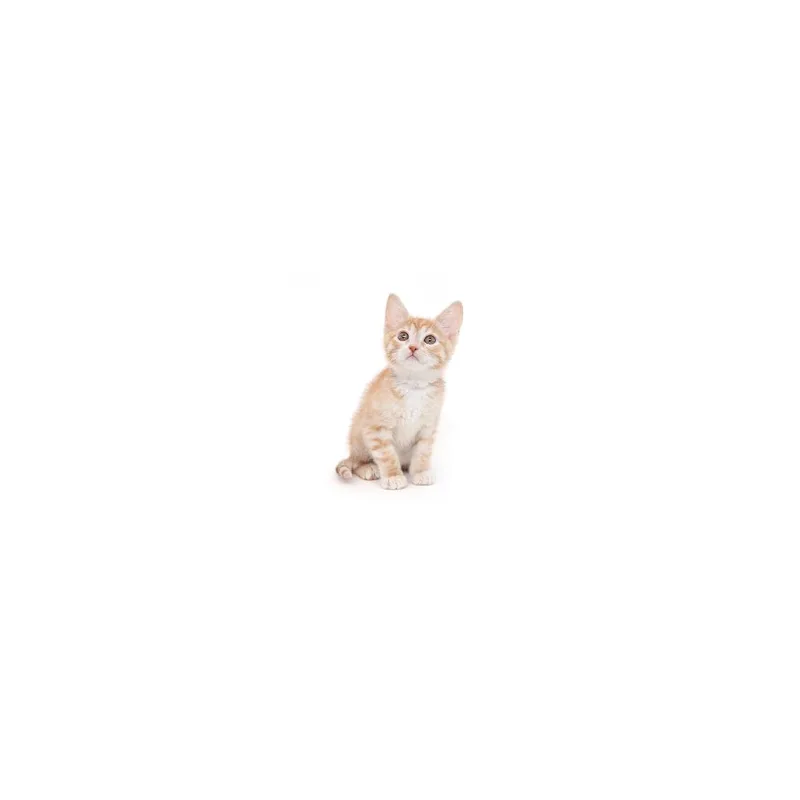 A baby small-sized male Orange / Red Domestic Short Hair cat named Topaz for adoption in Playa Vista, CA
