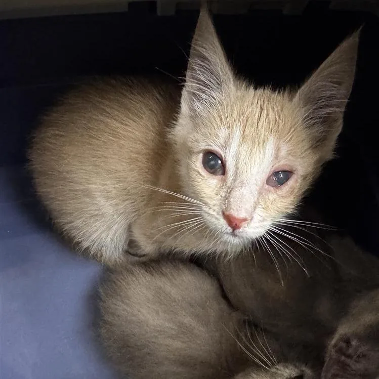 A baby small-sized male Buff / Tan / Fawn Domestic Short Hair cat named Fried Pickle for adoption in Tempe, AZ
