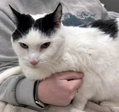 A senior large-sized male Domestic Short Hair cat named Artemis for adoption in Fishers, IN