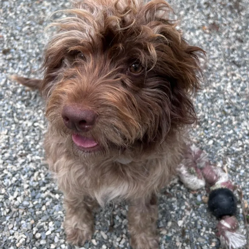 A young medium-sized female Brown / Chocolate Aussiedoodle dog named Stella Brown for adoption in Bryson City, NC