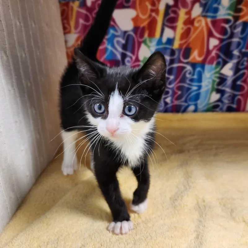 A baby small-sized female Black Domestic Short Hair cat named Lyra for adoption in Naples, FL