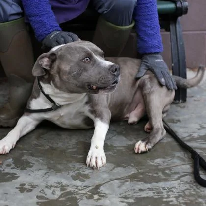An adult large-sized male Mixed Breed dog named Ebenezer for adoption in Chamblee, GA