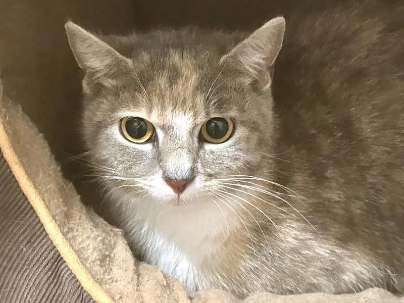 A young medium-sized female Domestic Short Hair cat named Bootsie for adoption in Mooresville, NC