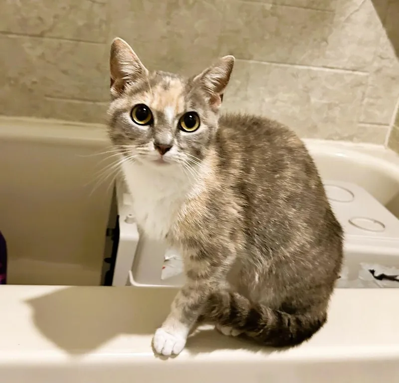 Bootsie thumbnail 3
