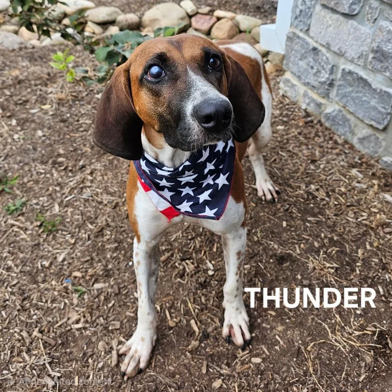 An adult medium-sized male Treeing Walker Coonhound dog named Thunder for adoption in Madisonville, TN