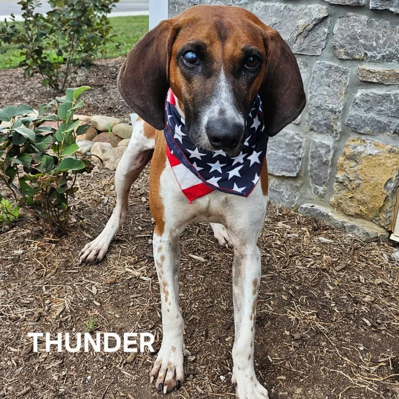 Thunder thumbnail 2