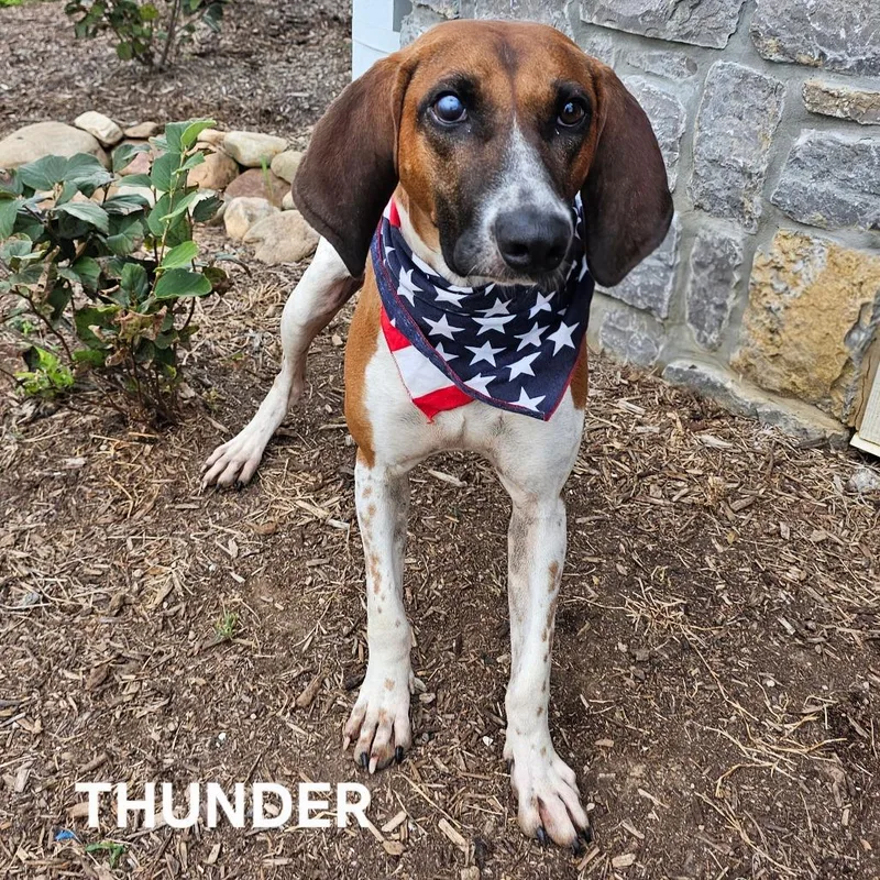 Thunder thumbnail 3