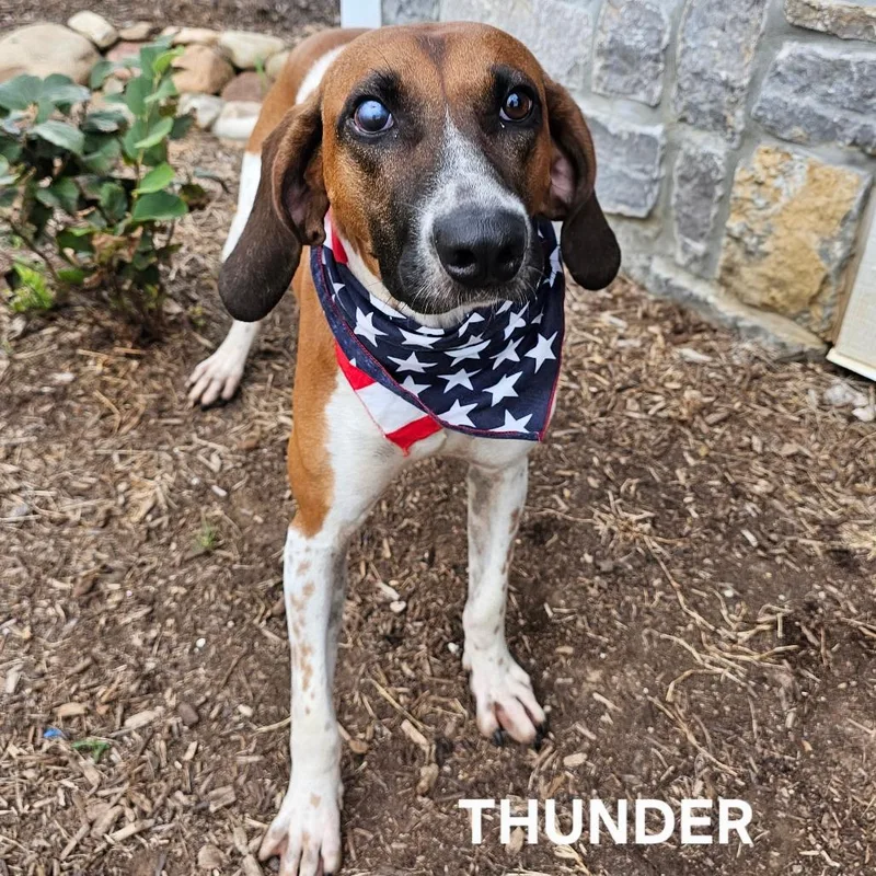 Thunder thumbnail 5