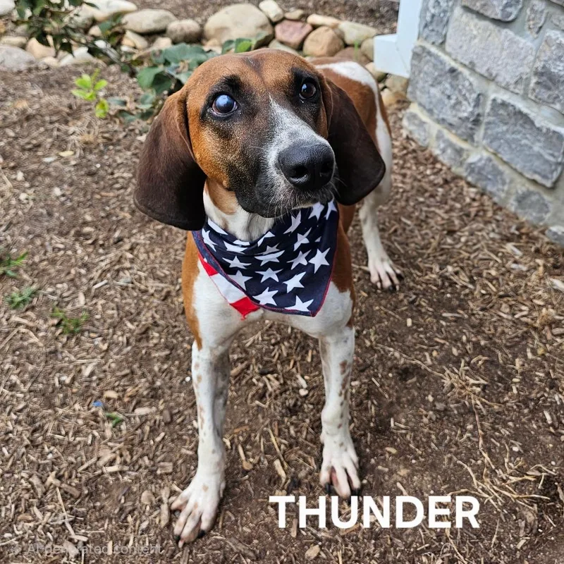 Thunder thumbnail 6