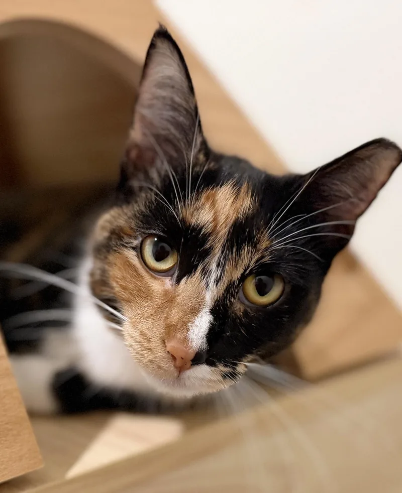 Daisy May thumbnail 2