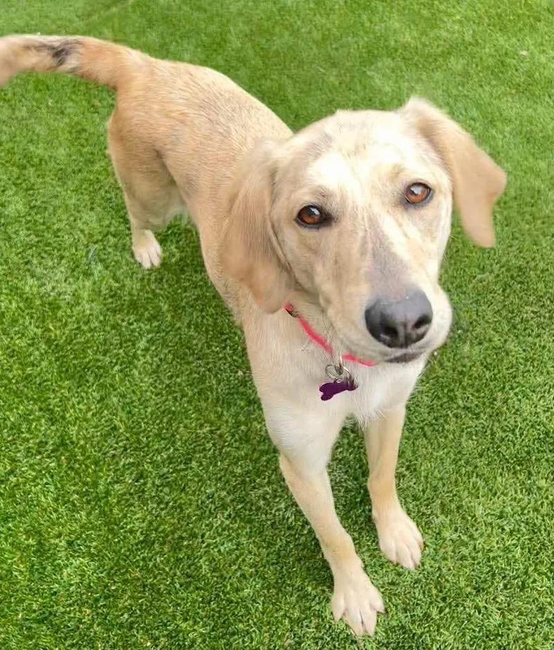 A young medium-sized female Shepherd dog named Jillie for adoption in Washington , PA