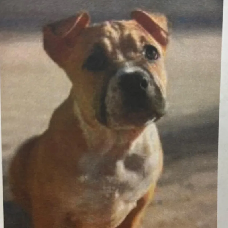 A baby small-sized female Yellow / Tan / Blond / Fawn Pit Bull Terrier dog named Chloe for adoption in Newark, DE