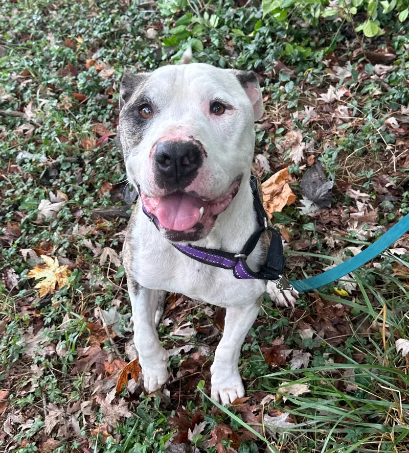 Candy Cane thumbnail 2