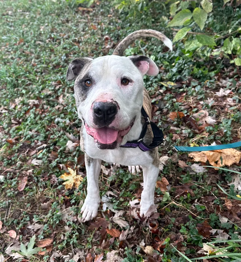 Candy Cane thumbnail 3