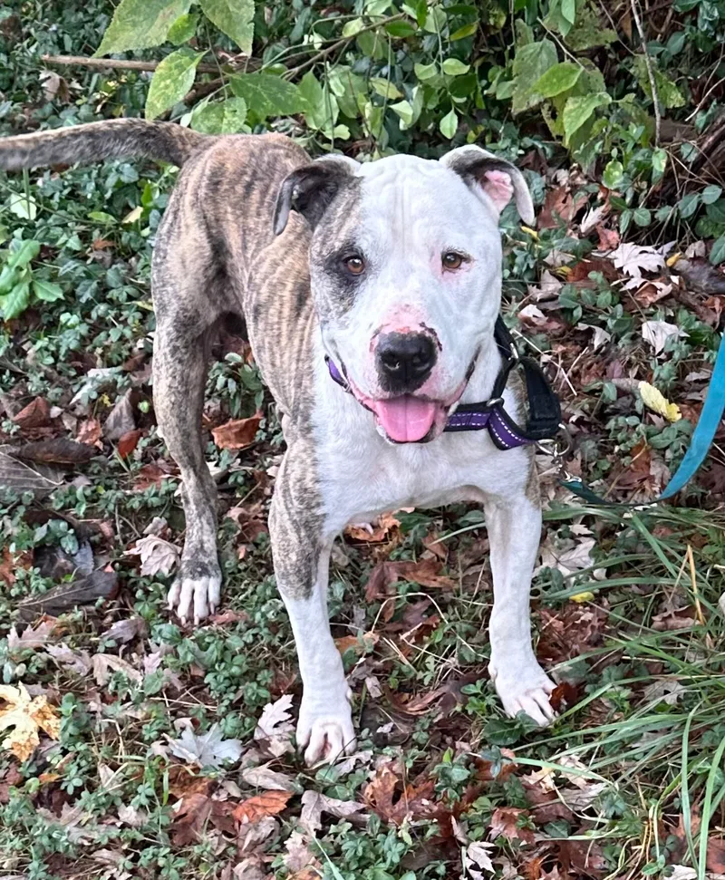 Candy Cane thumbnail 4