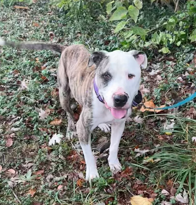 Candy Cane thumbnail 5