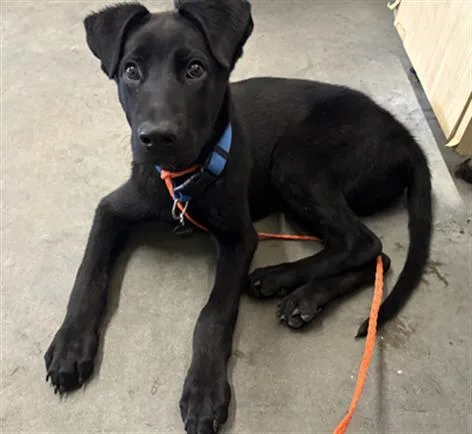A baby large-sized male Labrador Retriever dog named Hades for adoption in Camarillo, CA