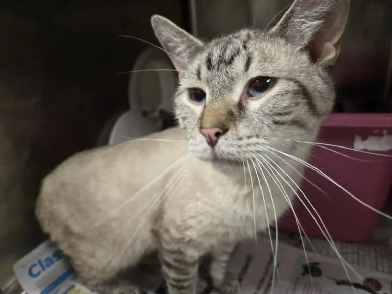 An adult medium-sized male Domestic Short Hair cat named Dexter for adoption in Hagerstown, MD