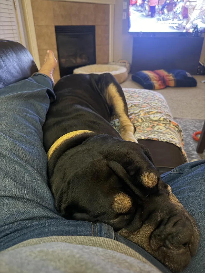 A young extra large-sized male Mastiff dog named Kaine for adoption in Portland , OR