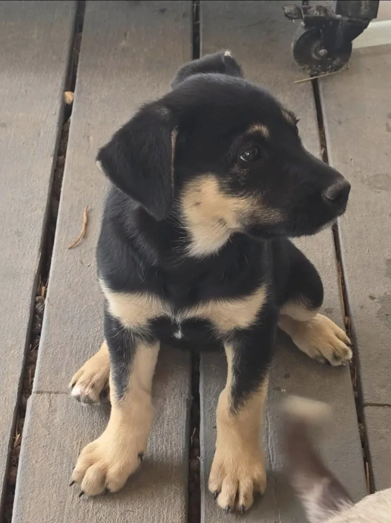 A baby medium-sized female Australian Shepherd dog named Adelaide for adoption in Alexander, AR
