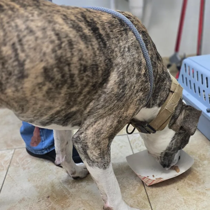 An adult medium-sized male Brindle Pit Bull Terrier dog named Gatsby for adoption in Galveston, TX