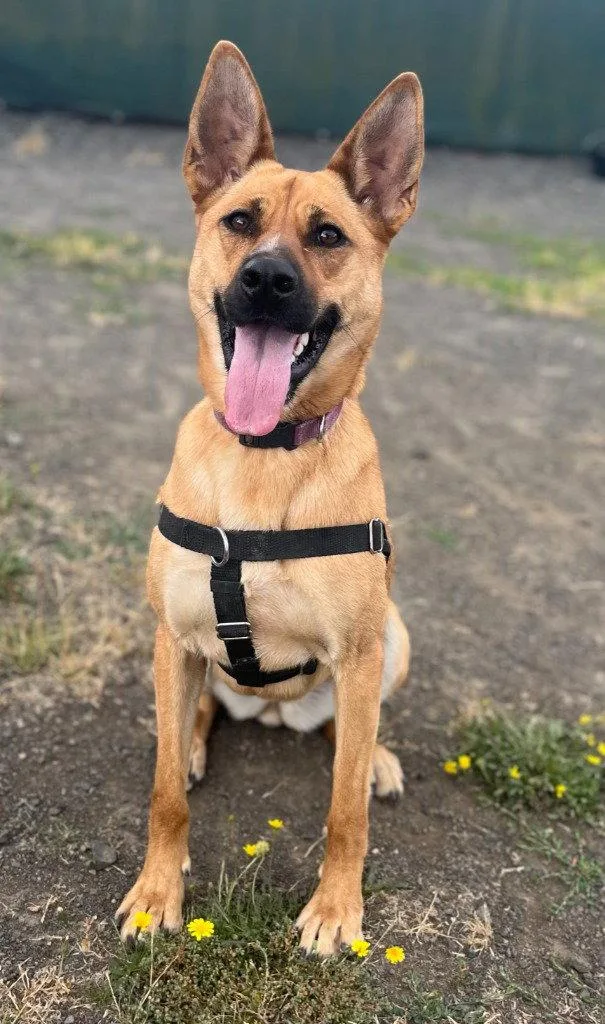 An adult large-sized female Belgian Shepherd / Malinois dog named Maggie for adoption in St. Helens, OR