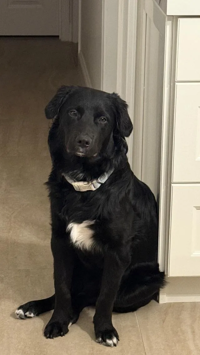 A young medium-sized male Black Black Labrador Retriever dog named Chance for adoption in Manhasset, NY