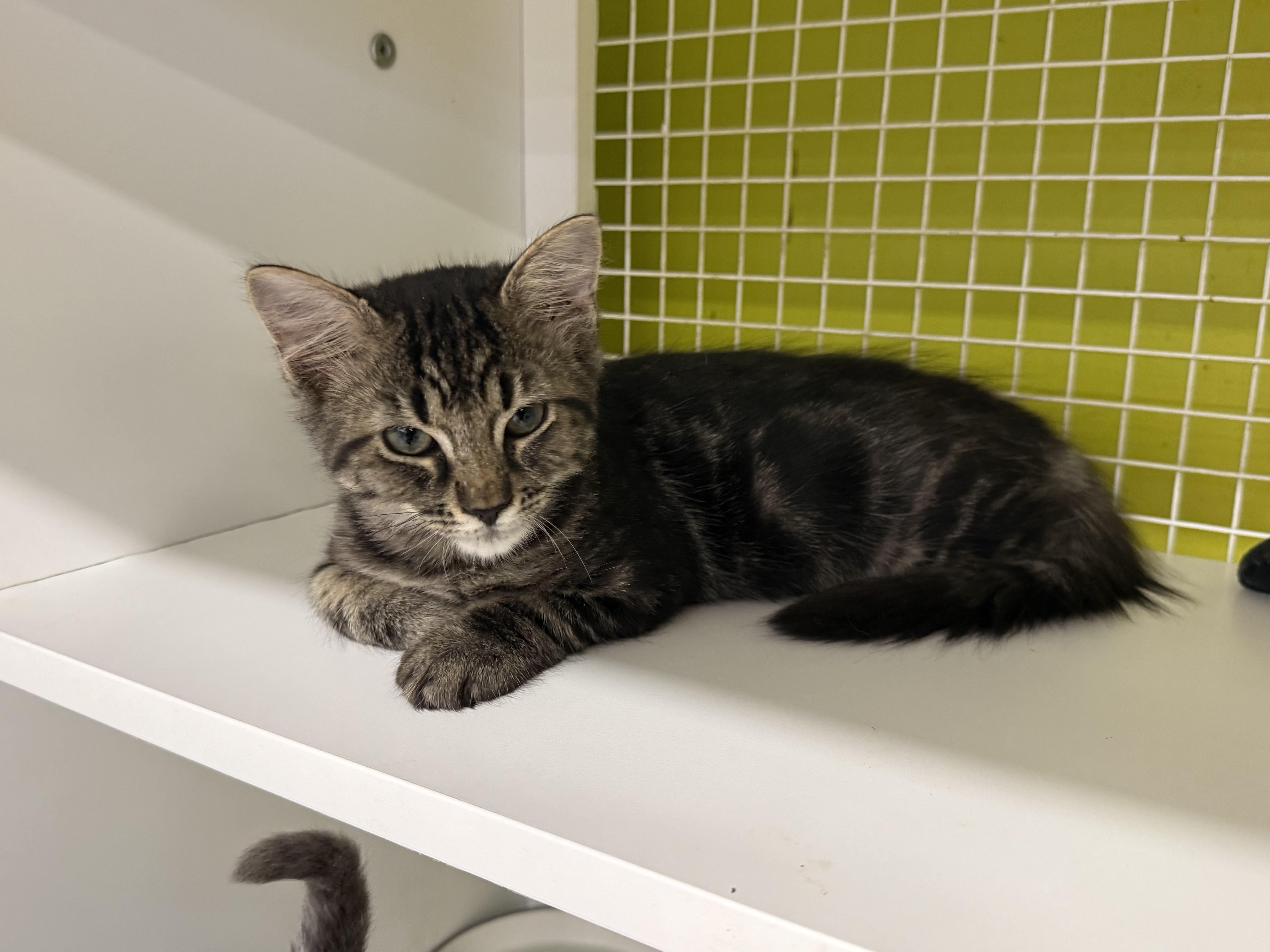A baby large-sized female Tabby (Gray / Blue / Silver) Domestic Short Hair cat named French Toast for adoption in Intercession city , FL