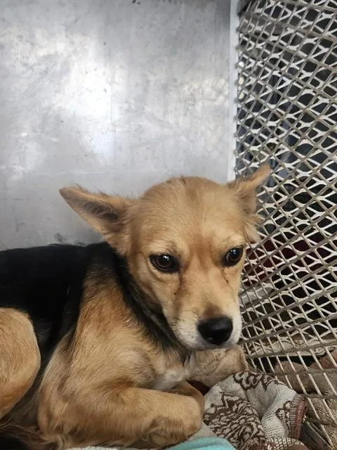 A young small-sized female Terrier dog named Alexa for adoption in Bakersfield, CA