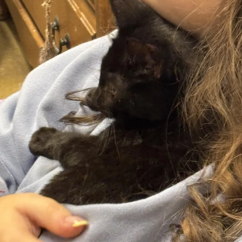 A baby medium-sized female Black Domestic Short Hair cat named Halie for adoption in Norwalk, CT
