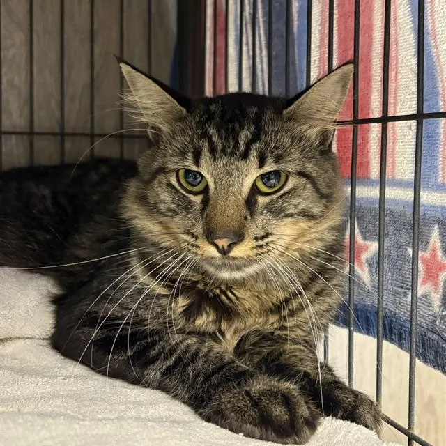 A young medium-sized male Tabby (Brown / Chocolate) Tabby cat named Garrett for adoption in Porter, TX