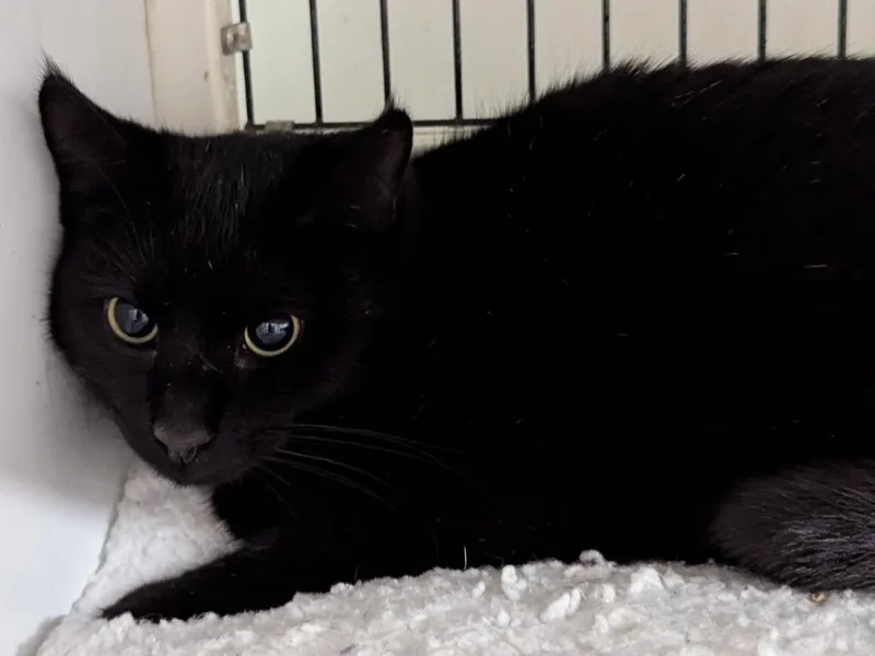 A young small-sized male Domestic Short Hair cat named Baby for adoption in St. Augustine, FL